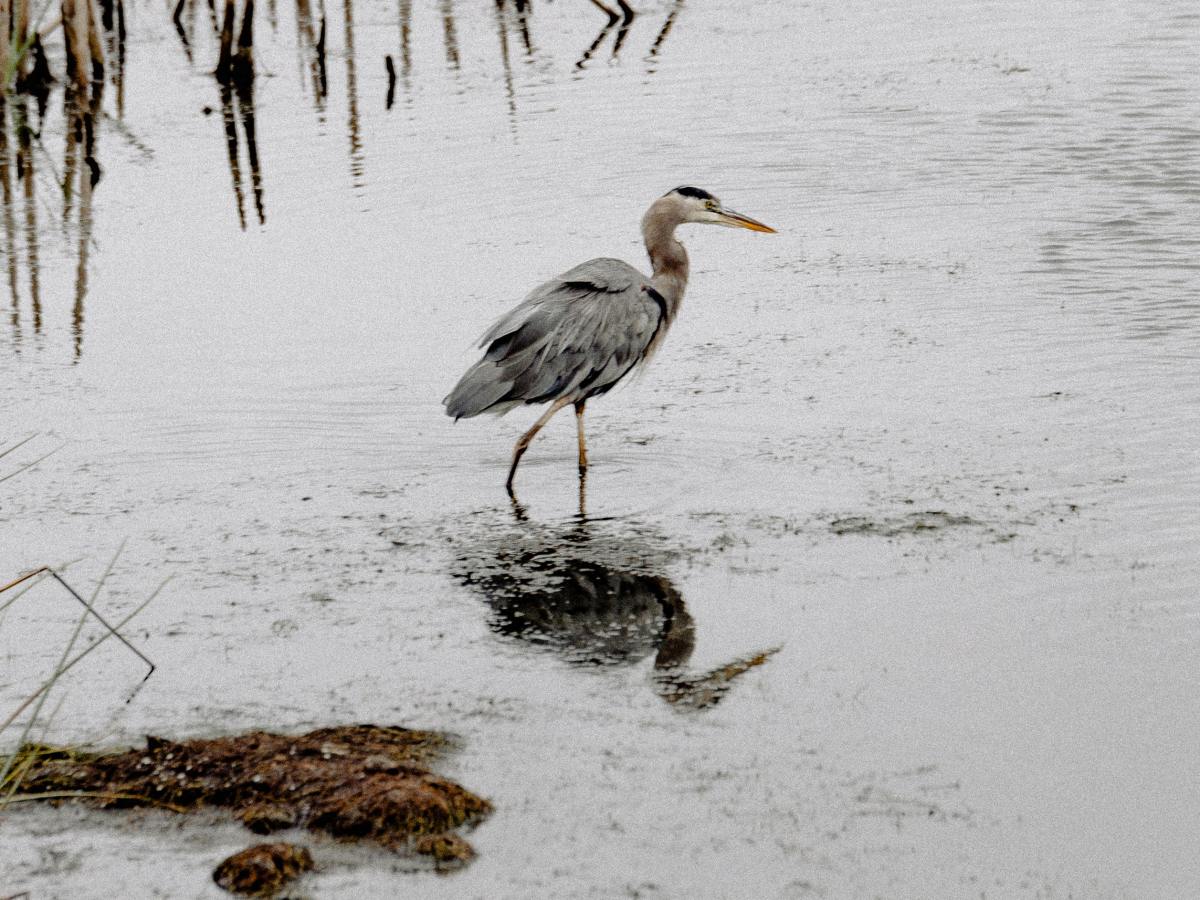 La storia del Tititom – Capitolo&nbsp;primo